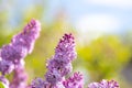 Violet vibrant lilac bush with blooming buds in spring garden Royalty Free Stock Photo