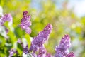 Violet vibrant lilac bush with blooming buds in spring garden Royalty Free Stock Photo