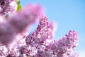 Violet vibrant lilac bush with blooming buds in spring garden Royalty Free Stock Photo