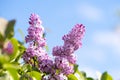 Violet vibrant lilac bush with blooming buds in spring garden Royalty Free Stock Photo