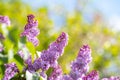 Violet vibrant lilac bush with blooming buds in spring garden Royalty Free Stock Photo