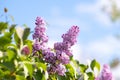 Violet vibrant lilac bush with blooming buds in spring garden Royalty Free Stock Photo