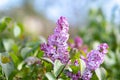 Violet vibrant lilac bush with blooming buds in spring garden Royalty Free Stock Photo