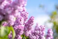 Violet vibrant lilac bush with blooming buds in spring garden Royalty Free Stock Photo