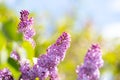 Violet vibrant lilac bush with blooming buds in spring garden Royalty Free Stock Photo