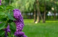 Violet vibrant lilac bush with blooming buds in spring garden. Royalty Free Stock Photo