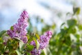 Violet vibrant lilac bush with blooming buds in spring garden Royalty Free Stock Photo