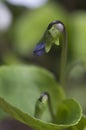 Violet (Viola) flower bud