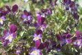 Violet viola flowers in the flowerbed.