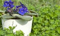 Violet viola flowers in a white pot on green Royalty Free Stock Photo