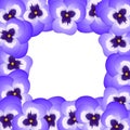 Violet Viola Garden Pansy Flower Border. Vector Illustration