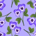 Violet Viola Garden Pansy Flower on Light Purple Background. Vector Illustration