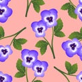 Violet Viola Garden Pansy Flower on Pink Background. Vector Illustration