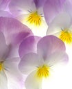 Violet viola tricolor Royalty Free Stock Photo