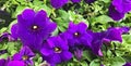 Violet or Viola, Purple, Violaceae largest genus in the family Royalty Free Stock Photo