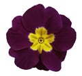 Violet violets flower white isolated background with clipping path. Closeup. no shadows. For design.