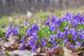 Violet violets flowers bloom in the spring forest