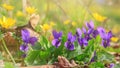 Violet violets flowers bloom in the spring forest