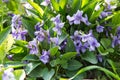 Violet violets flowers bloom in the spring forest. Viola odorata Royalty Free Stock Photo