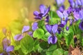 Violet violets flowers bloom in the spring forest Royalty Free Stock Photo