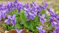 Violet violets flowers bloom in the spring forest Royalty Free Stock Photo