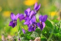 Violet violets flowers bloom in the spring forest Royalty Free Stock Photo