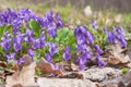 Violet violets flowers bloom in the spring forest. Viola odorata Royalty Free Stock Photo