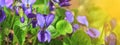 Violet violets flowers bloom in the spring forest Royalty Free Stock Photo