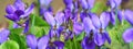 Violet violets flowers bloom in the spring forest Royalty Free Stock Photo