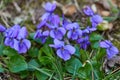 Violet violets flowers in full bloom in the spring Royalty Free Stock Photo