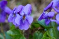 Violet violets flowers in full bloom in the spring Royalty Free Stock Photo