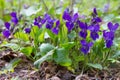 Violet violets flowers in the spring forest. Viola odorata Royalty Free Stock Photo