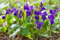 Violet violets flowers in the spring forest. Viola odorata Royalty Free Stock Photo