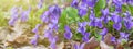 Violet violets Viola odorata flowers bloom in the spring forest Royalty Free Stock Photo