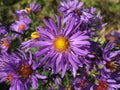 Virgin violet asters Royalty Free Stock Photo