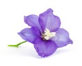 Violet vlower