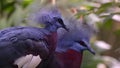 Violet Vows: A Pair of Purple Birds