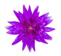 Purple water lily isolated Royalty Free Stock Photo