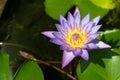 Violet water lily of Phuket Thailand Royalty Free Stock Photo