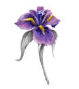 Violet watercolor iris flower Royalty Free Stock Photo