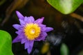 Violet waterlily or lotus flower blooming on pond Royalty Free Stock Photo