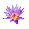 Violet waterlily or lotus flower Royalty Free Stock Photo