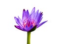 Violet waterlily or lotus flower Royalty Free Stock Photo