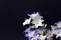 Violet and white blooming `Campanula` Bell Flower ` on black background