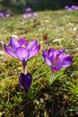 Violet Crocus Flower welcoming Spring time, Czech republic, Europe Royalty Free Stock Photo