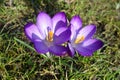 Violet Crocus Flower welcoming Spring time, Czech republic, Europe Royalty Free Stock Photo