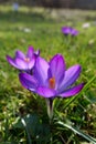 Violet Crocus Flower welcoming Spring time, Czech republic, Europe Royalty Free Stock Photo