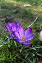 Violet Crocus Flower welcoming Spring time, Czech republic, Europe Royalty Free Stock Photo