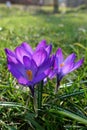 Violet Crocus Flower welcoming Spring time, Czech republic, Europe Royalty Free Stock Photo