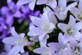 Violet and white colored Campanula bellflowers